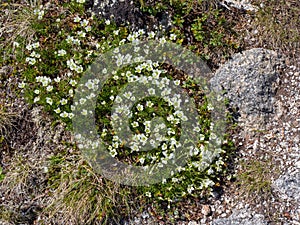 Small white flowers in the Siberian Ergaki nature park