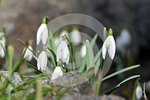 Small white flowers snowdrops growing in winter