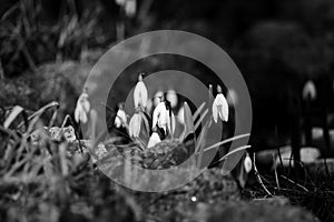 Small white flowers snowdrops growing in winter