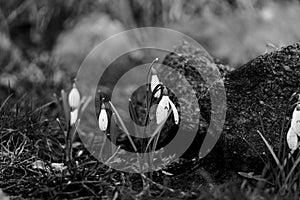 Small white flowers snowdrops growing in winter