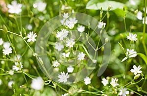 Small white flowers on soft green background outdoors close-up macro