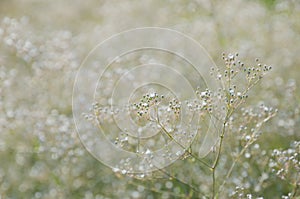 Small white flowers soft pale background.