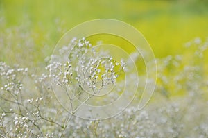 Small white flowers soft yellow green background.