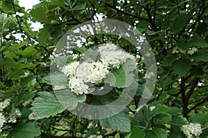 Small white flowers of Sorbus aria in May