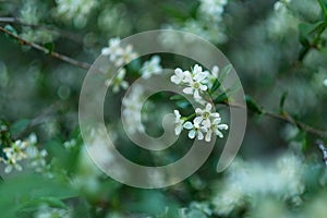 Small white flowers Spiraea cinerea ashen, macro close-up texture floral background.