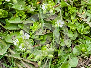 Small white flowers of Stellaria media, chickweed. Floral natural background