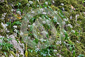 Small white flowers on a stone cliff. Allium ursinum, known as wild garlic, ramsons, buckrams, broad-leaved garlic, wood garlic,