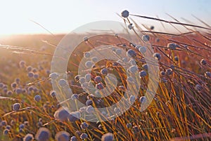 Small white flowers swaying in the meadow before sunrise or sunset