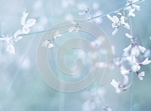 Small white flowers on a toned on gentle soft blue and pink background outdoors close-up macro . Spring summer border template flo