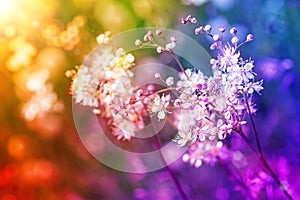 Small white flowers on a toned on gentle soft multicolor background