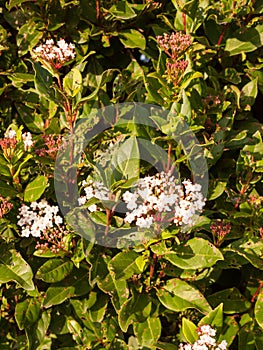 Small white flowers up close soft light bush garden