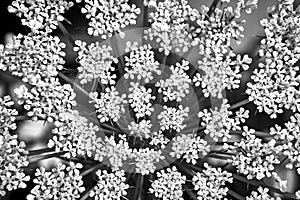 Small, white flowers of wild carrots blooming during summer in a meadow