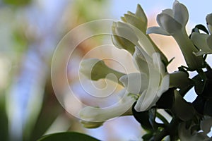 Small white flowers of yasmin covered with raindrops, Touch of spring