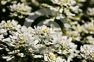 small white flowers with yellow center in macro view. lush green foliage. selective focus