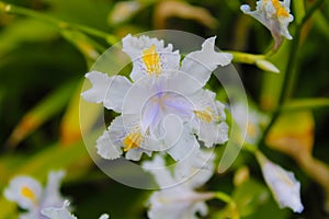 Small white flowers with yellow centers close up