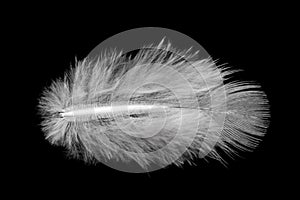 Small white fluff feather isolated on black background