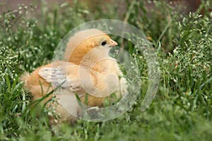 Small white fluffy chicken in the grass