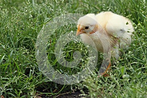 Small white fluffy chicken in the grass