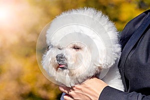 Small white fluffy dog breed Bichon Frize in the mistress in his arms