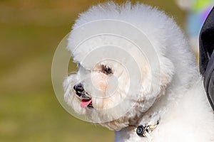 Small white fluffy dog breed Bichon Frize in the mistress in his arms