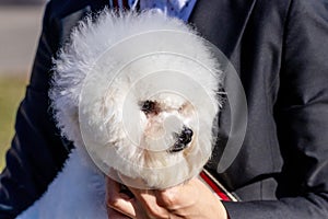 Small white fluffy dog breed Bichon Frize in the mistress in his arms