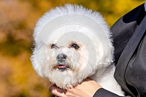 Small white fluffy dog breed Bichon Frize in the mistress in his arms