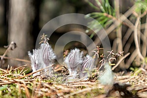 Small white and fluffy flowers on a forest background