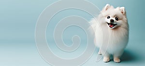 Small white fluffy spitz on a delicate blue background, veterinarian's day