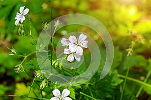 Small white forest geranium Geranium sylvaticum plant flowers in spring on bright green background.