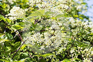 Small white fragrant flowers of Clematis in summer garden closeup. Flowery natural background
