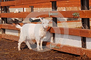 Small white goat curiously stands next to a wooden fence, surveying its surroundings with interest