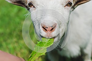 A small white goat eats grass on a green meadow