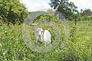 Small baby goat feeding in green grass while beautiful summer day, countryside landscape, roofs of village houses on background,