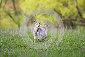 A small white goat grazing chained in a meadow