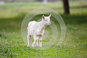 Small white goat kid grazing on green meadow