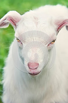 Small white goatling