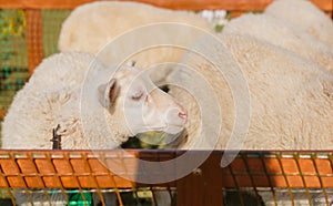 Small white goats in a small paddock on a farm. Farm, cattle