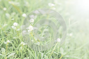 Small white grass flowers with the grass field blur background.