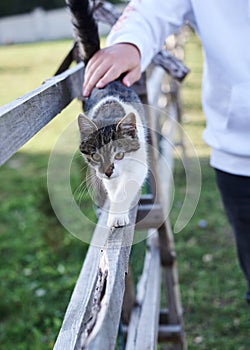 Small white and grey cat walking on the fence. Close-up picture of person`s hand, petting kitten. People communicating with