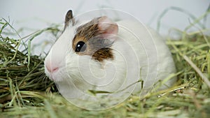 A small white guinea pig eats hay.