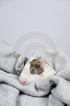 A small white guinea pig in a soft gray blanket. Comfort and care for pets rodents