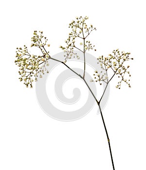 Small white gypsophila flowers