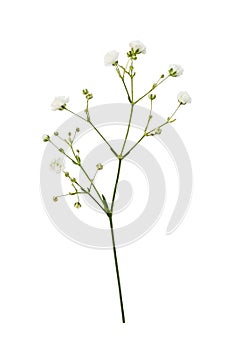 Small white gypsophila flowers isolated on white