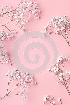 Small white gypsophila flowers lying in a frame on a pink background with place for text