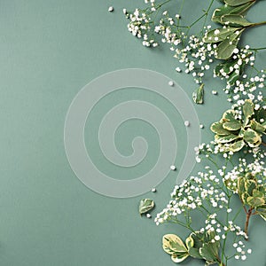 Small white gypsophila flowers on pastel green background. Women`s Day, Mother`s Day, Valentine`s Day, Wedding concept. Flat la