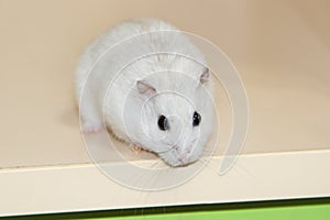 Small white hamster close up on light surface