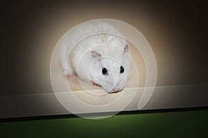Small white hamster close up on light surface