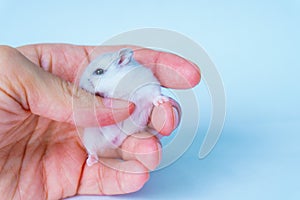 Small white hamster, on a white background.