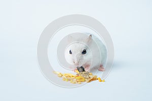 Small white hamster, on a white background.