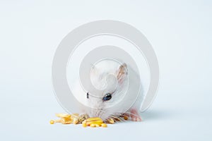 Small white hamster, on a white background.